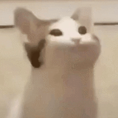 ba5a0253399692d2162f1ac918371ef1.gif
